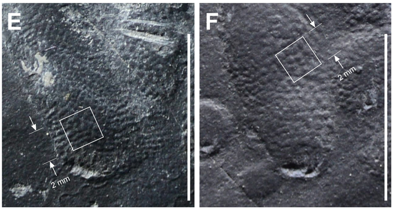Detail of the impressions.
